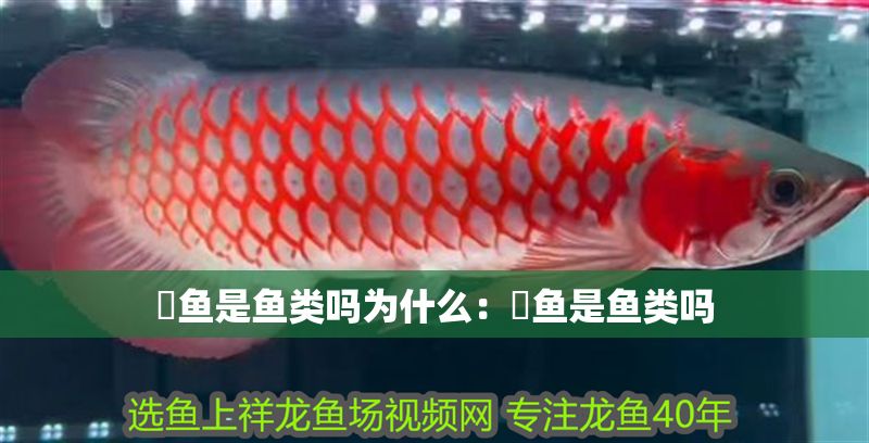 魟魚是魚類嗎為什么：魟魚是魚類嗎