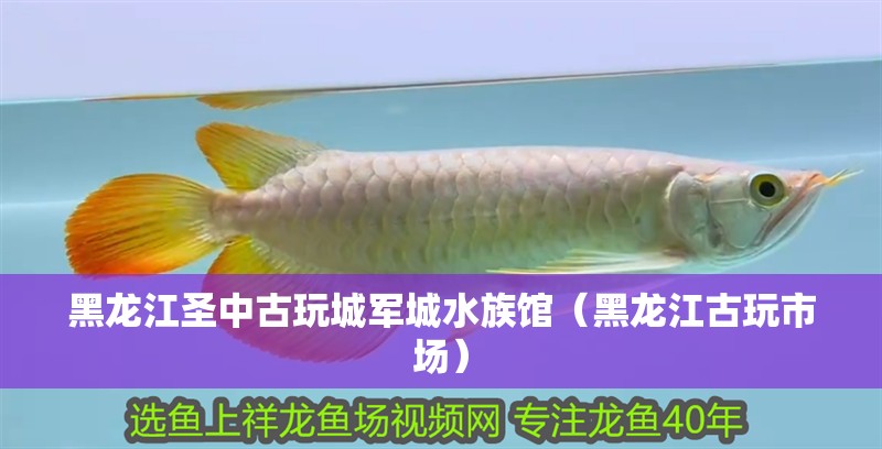 黑龍江圣中古玩城軍城水族館（黑龍江古玩市場）