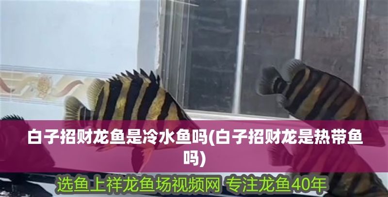 白子招財龍魚是冷水魚嗎(白子招財龍是熱帶魚嗎)