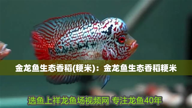 金龍魚生態香稻(粳米)：金龍魚生態香稻粳米
