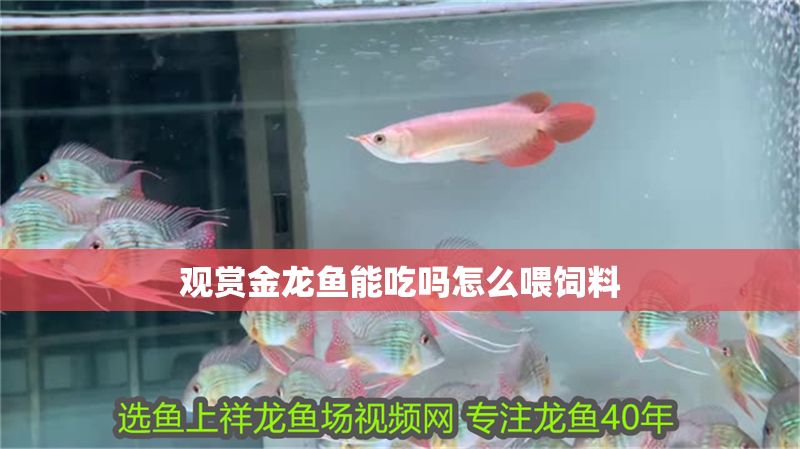 觀賞金龍魚(yú)能吃嗎怎么喂飼料
