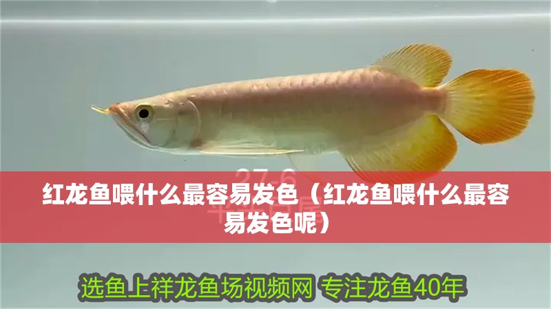 紅龍魚(yú)喂什么最容易發(fā)色（紅龍魚(yú)喂什么最容易發(fā)色呢）