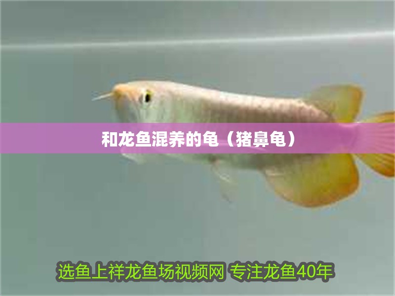 和龍魚混養(yǎng)的龜（豬鼻龜）