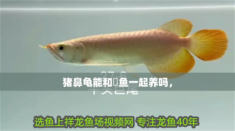 豬鼻龜能和魟魚一起養(yǎng)嗎， 豬鼻龜能和魟魚一起養(yǎng)嗎， 豬鼻龜百科