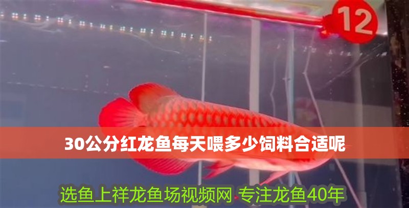 30公分紅龍魚(yú)每天喂多少飼料合適呢