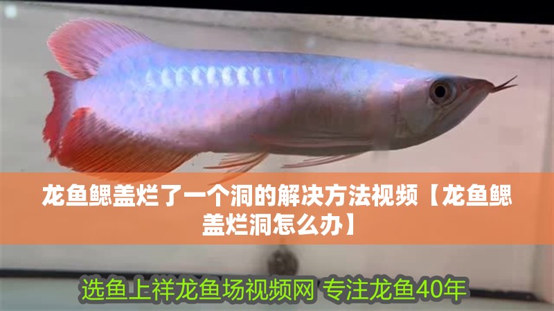 龍魚鰓蓋爛了一個洞的解決方法視頻【龍魚鰓蓋爛洞怎么辦】