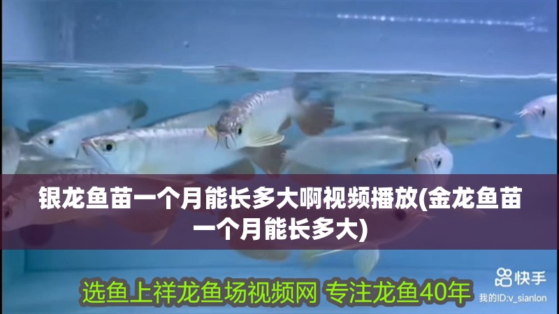 銀龍魚苗一個月能長多大啊視頻播放(金龍魚苗一個月能長多大)