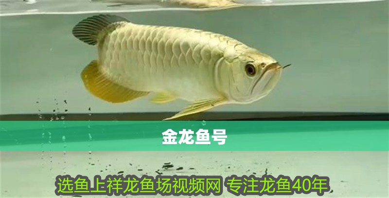 金龍魚號