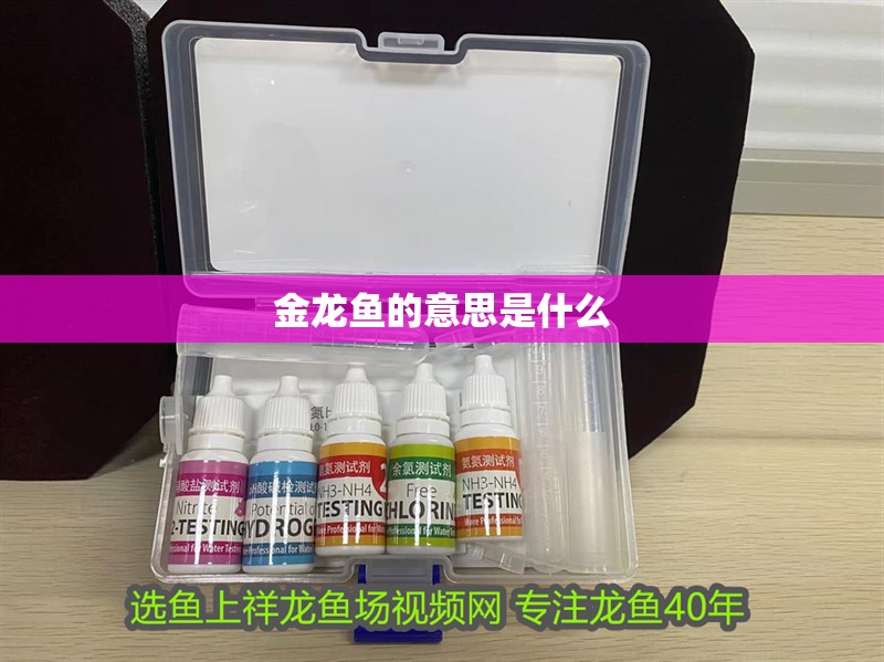 金龍魚的意思是什么