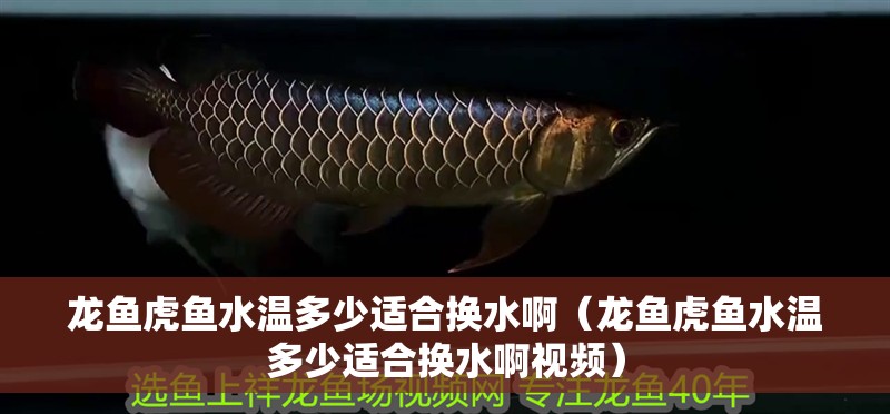 龍魚虎魚水溫多少適合換水啊（龍魚虎魚水溫多少適合換水啊視頻）