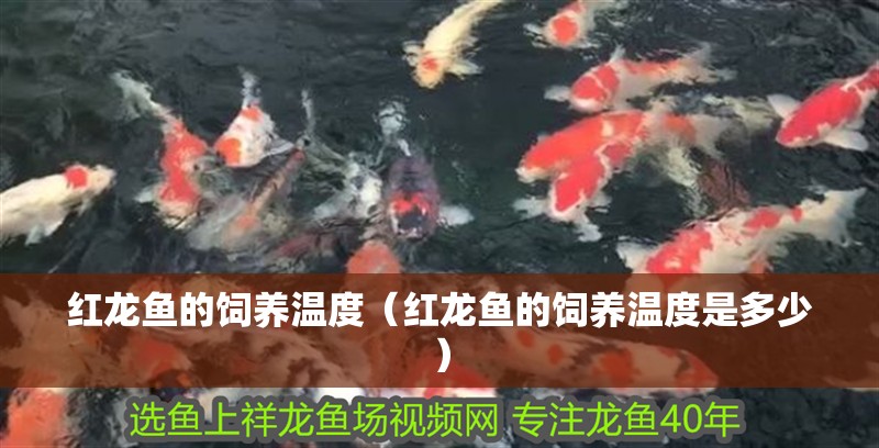 紅龍魚的飼養溫度（紅龍魚的飼養溫度是多少）