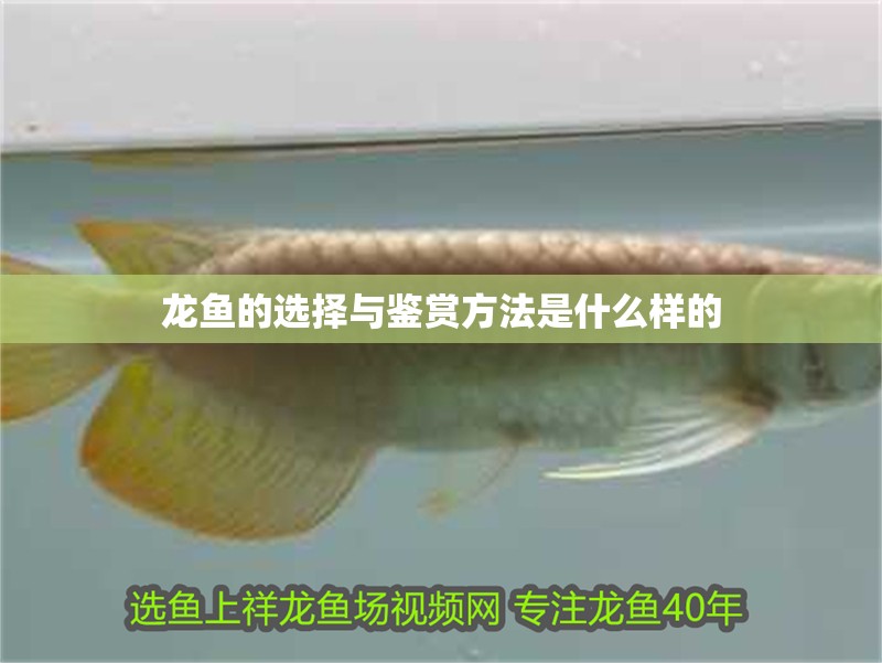 龍魚的選擇與鑒賞方法是什么樣的 龍魚的選擇與鑒賞方法是什么樣的 龍魚百科 第2張