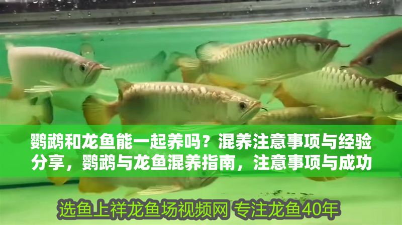 鸚鵡和龍魚能一起養嗎？混養注意事項與經驗分享，鸚鵡與龍魚混養指南，注意事項與成功經驗分享