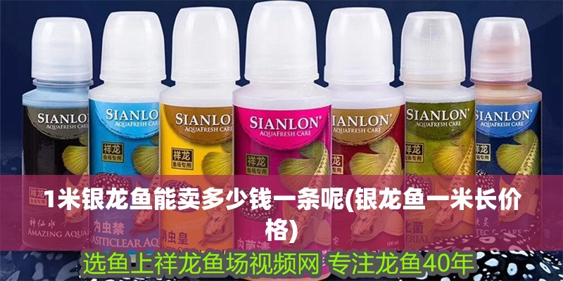 1米銀龍魚能賣多少錢一條呢(銀龍魚一米長價格)