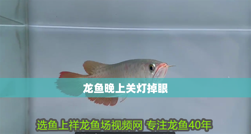 龍魚晚上關(guān)燈掉眼