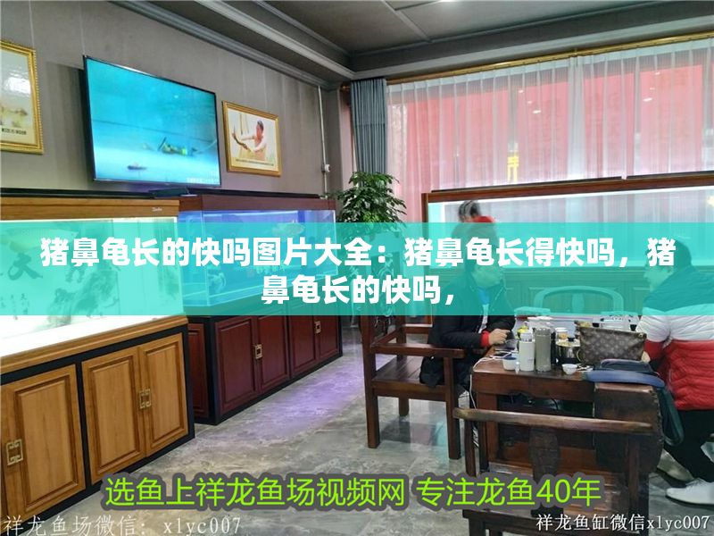 豬鼻龜長的快嗎圖片大全：豬鼻龜長得快嗎，豬鼻龜長的快嗎，