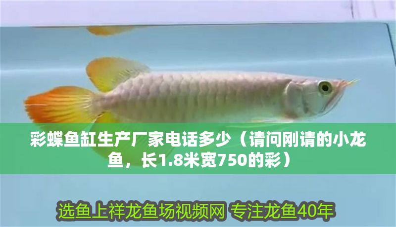 彩蝶魚缸生產廠家電話多少（請問剛請的小龍魚，長1.8米寬750的彩）