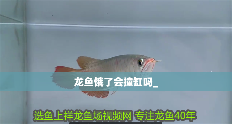 龍魚餓了會撞缸嗎_