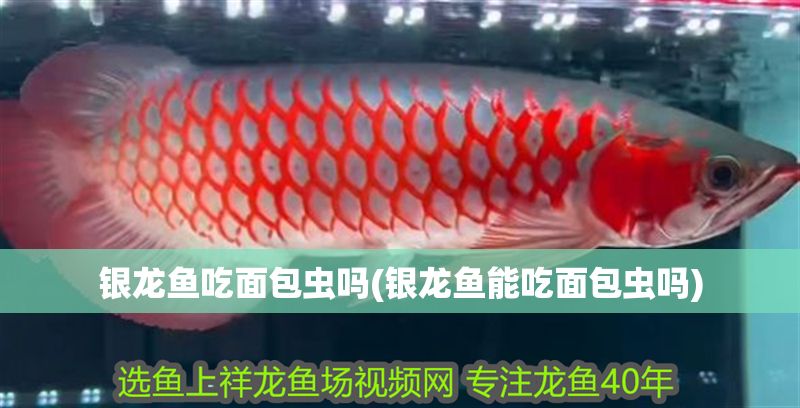 龍魚缸加熱棒擺放示意圖，龍魚缸加熱棒品牌推薦，魚缸循環泵選型指南，