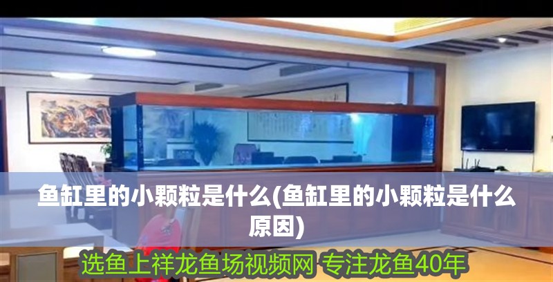 魚缸里的小顆粒是什么(魚缸里的小顆粒是什么原因)