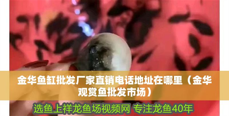 金華魚缸批發(fā)廠家直銷電話地址在哪里（金華觀賞魚批發(fā)市場）
