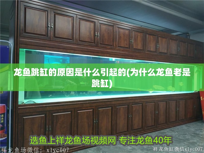 龍魚跳缸的原因是什么引起的(為什么龍魚老是跳缸)