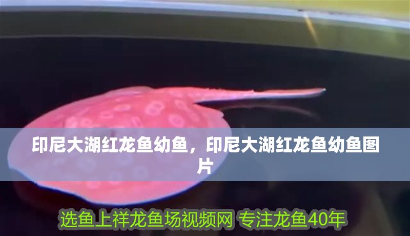 印尼大湖紅龍魚幼魚，印尼大湖紅龍魚幼魚圖片