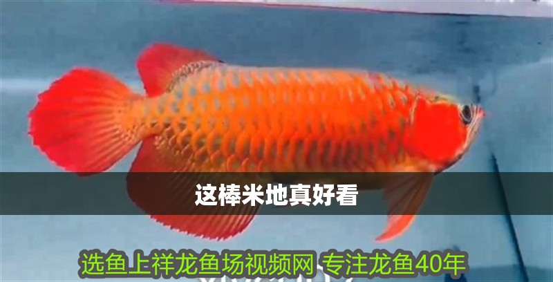 魚缸用增氧泵價格是多少:魚缸增氧機-xtrac增氧機-xtrac增氧機 這棒米地真好看 龍魚論壇 這棒米地真好看 這棒米地真好看 龍魚論壇