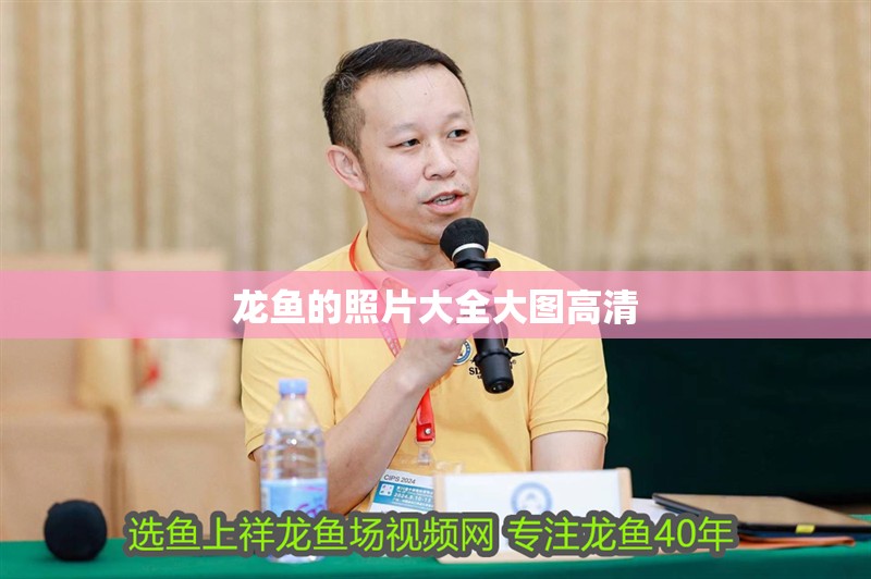 龍魚的照片大全大圖高清