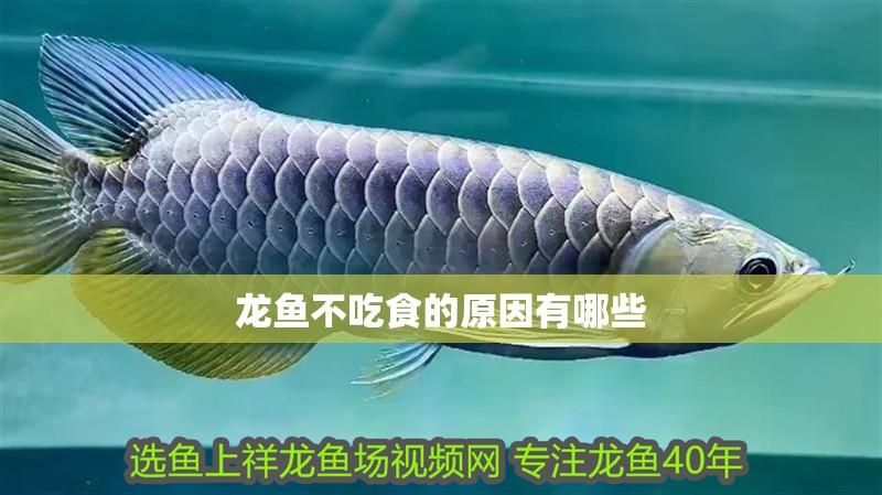 龍魚不吃食的原因有哪些 龍魚百科 第2張 龍魚不吃食的原因有哪些 龍魚不吃食的原因有哪些 龍魚百科 第2張