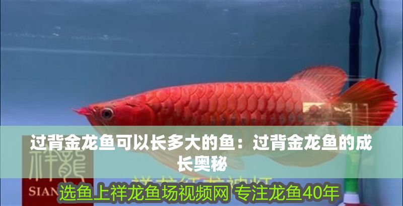 過背金龍魚可以長多大的魚：過背金龍魚的成長奧秘