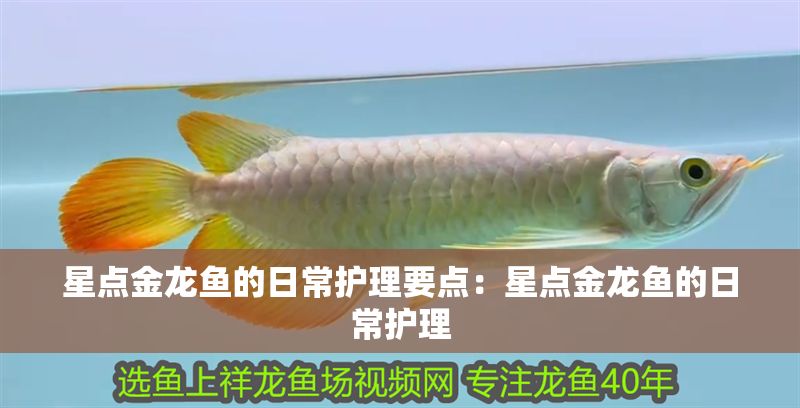 星點(diǎn)金龍魚(yú)的日常護(hù)理要點(diǎn)：星點(diǎn)金龍魚(yú)的日常護(hù)理