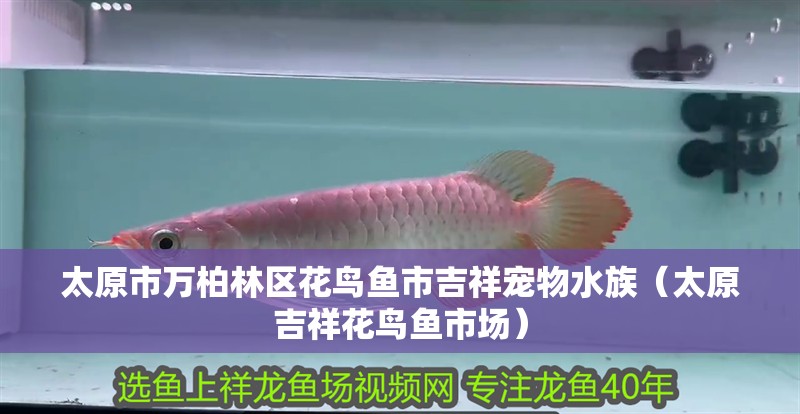 太原市萬柏林區花鳥魚市吉祥寵物水族（太原吉祥花鳥魚市場）