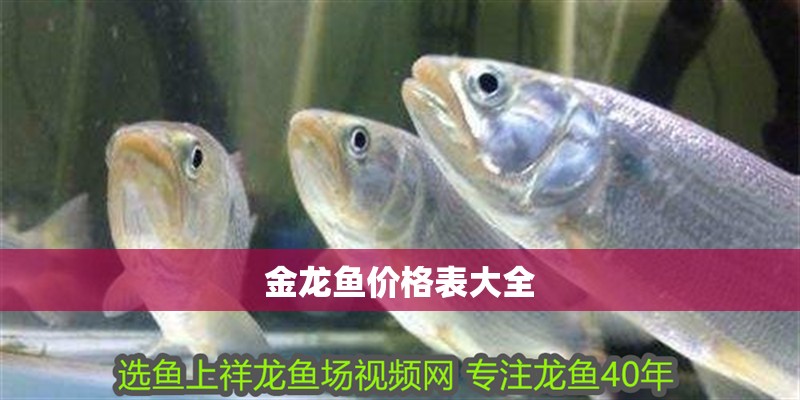 金龍魚價格表大全