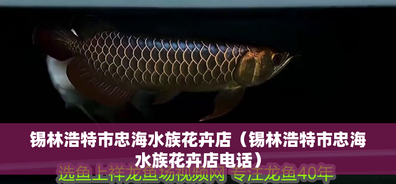 錫林浩特市忠海水族花卉店(錫林浩特市忠海水族花卉店電話) 全國水族館企業(yè)名錄 第2張 錫林浩特市忠海水族花卉店(錫林浩特市忠海水族花卉店電話) 錫林浩特市忠海水族花卉店(錫林浩特市忠海水族花卉店電話) 全國水族館企業(yè)名錄 第2張