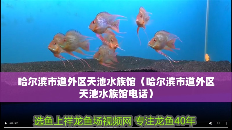 哈爾濱市道外區天池水族館（哈爾濱市道外區天池水族館電話）