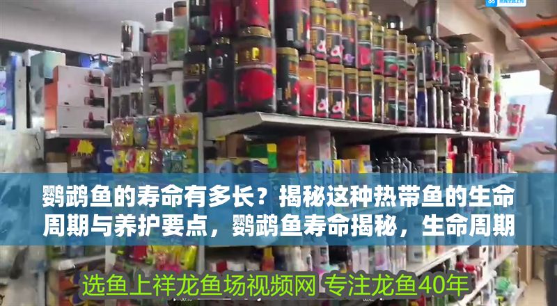 鸚鵡魚的壽命有多長？揭秘這種熱帶魚的生命周期與養護要點，鸚鵡魚壽命揭秘，生命周期與科學養護全指南