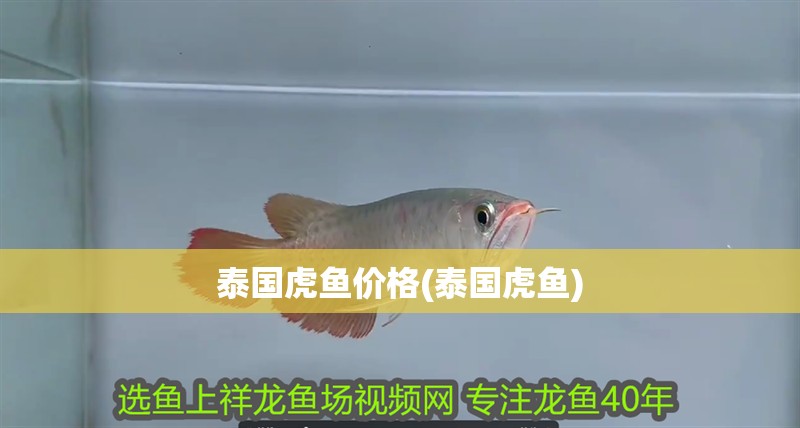 泰國虎魚價格(泰國虎魚)