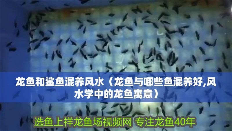 龍魚和鯊魚混養(yǎng)風(fēng)水（龍魚與哪些魚混養(yǎng)好,風(fēng)水學(xué)中的龍魚寓意）