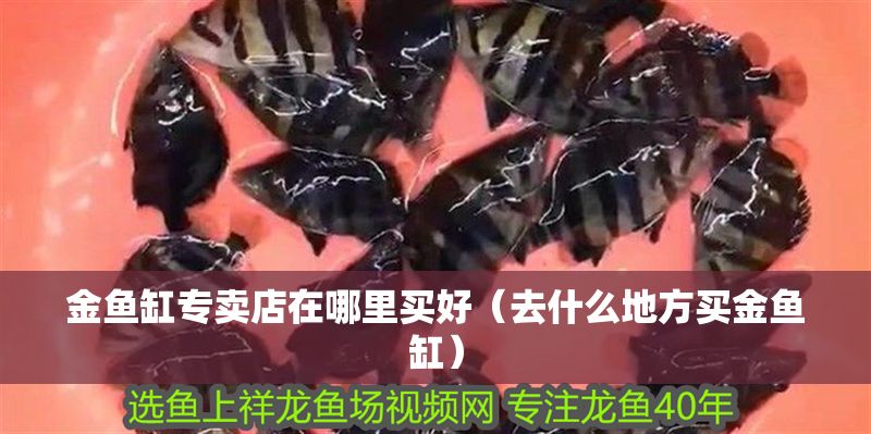金魚缸專賣店在哪里買好（去什么地方買金魚缸）
