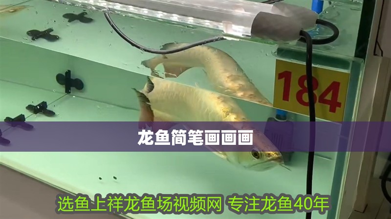 龍魚簡筆畫畫畫