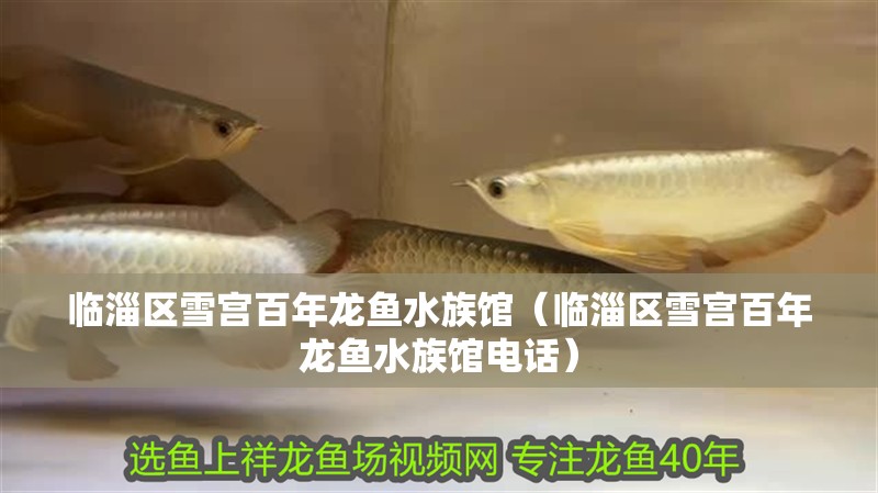臨淄區(qū)雪宮百年龍魚水族館（臨淄區(qū)雪宮百年龍魚水族館電話）