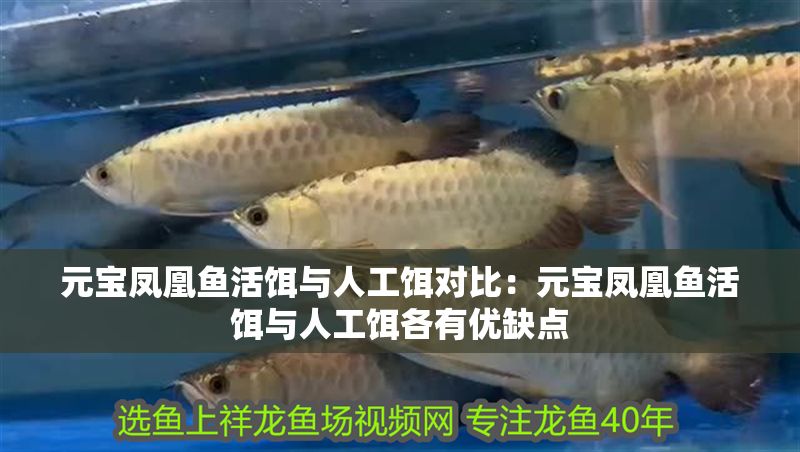 元寶鳳凰魚活餌與人工餌對比:元寶鳳凰魚活餌與人工餌各有優缺點 元寶鳳凰魚百科 第1張 元寶鳳凰魚活餌與人工餌對比:元寶鳳凰魚活餌與人工餌各有優缺點 元寶鳳凰魚活餌與人工餌對比:元寶鳳凰魚活餌與人工餌各有優缺點 元寶鳳凰魚百科 第1張