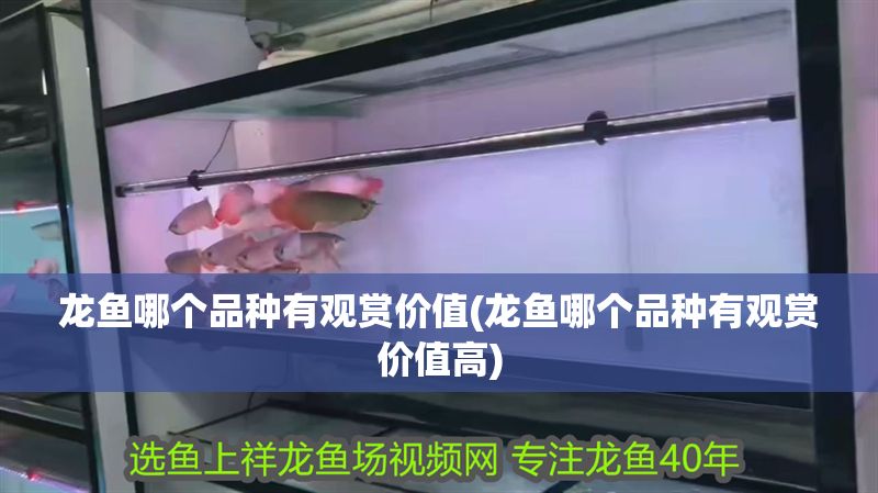 龍魚哪個品種有觀賞價值(龍魚哪個品種有觀賞價值高)
