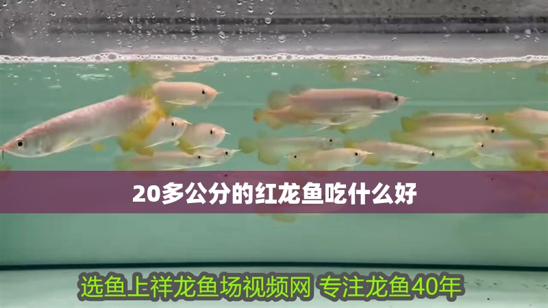 20多公分的紅龍魚吃什么好 20多公分的紅龍魚吃什么好 龍魚百科 第2張