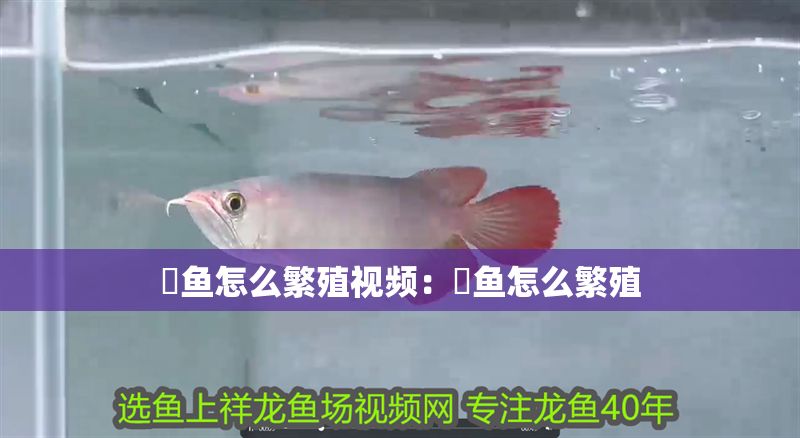 魟魚怎么繁殖視頻：魟魚怎么繁殖 魟魚怎么繁殖視頻：魟魚怎么繁殖 魟魚百科 第2張