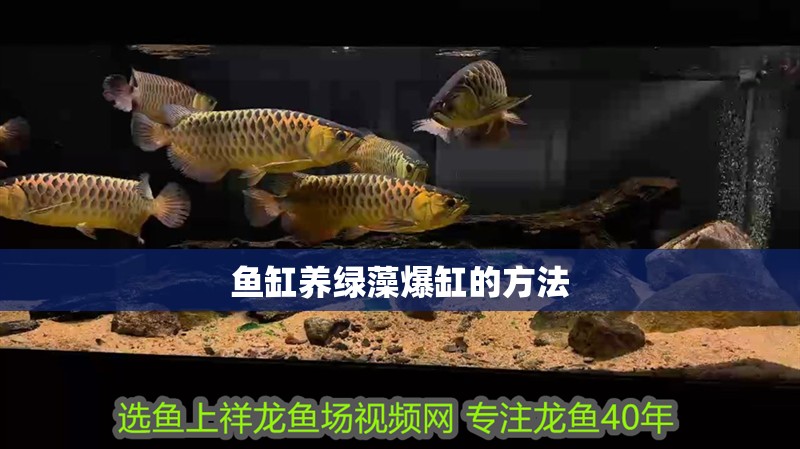 魚缸養綠藻爆缸的方法