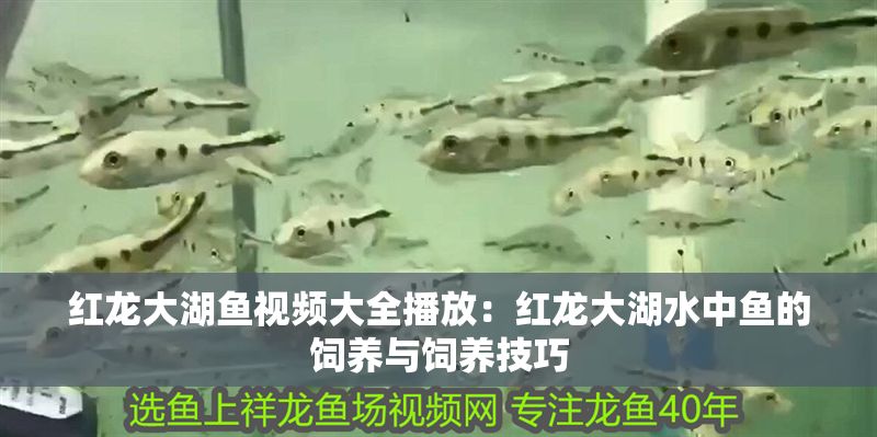 紅龍大湖魚視頻大全播放：紅龍大湖水中魚的飼養與飼養技巧