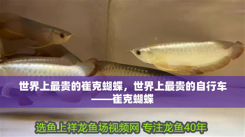 世界上最貴的崔克蝴蝶,世界上最貴的自行車——崔克蝴蝶 龍魚論壇 世界上最貴的崔克蝴蝶,世界上最貴的自行車——崔克蝴蝶 世界上最貴的崔克蝴蝶,世界上最貴的自行車——崔克蝴蝶 龍魚論壇