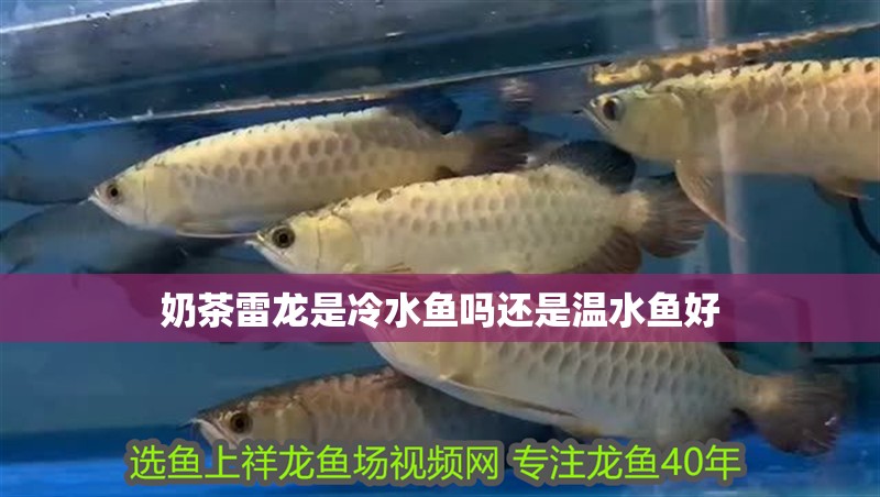 奶茶雷龍是冷水魚嗎還是溫水魚好